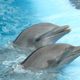 deux dauphins