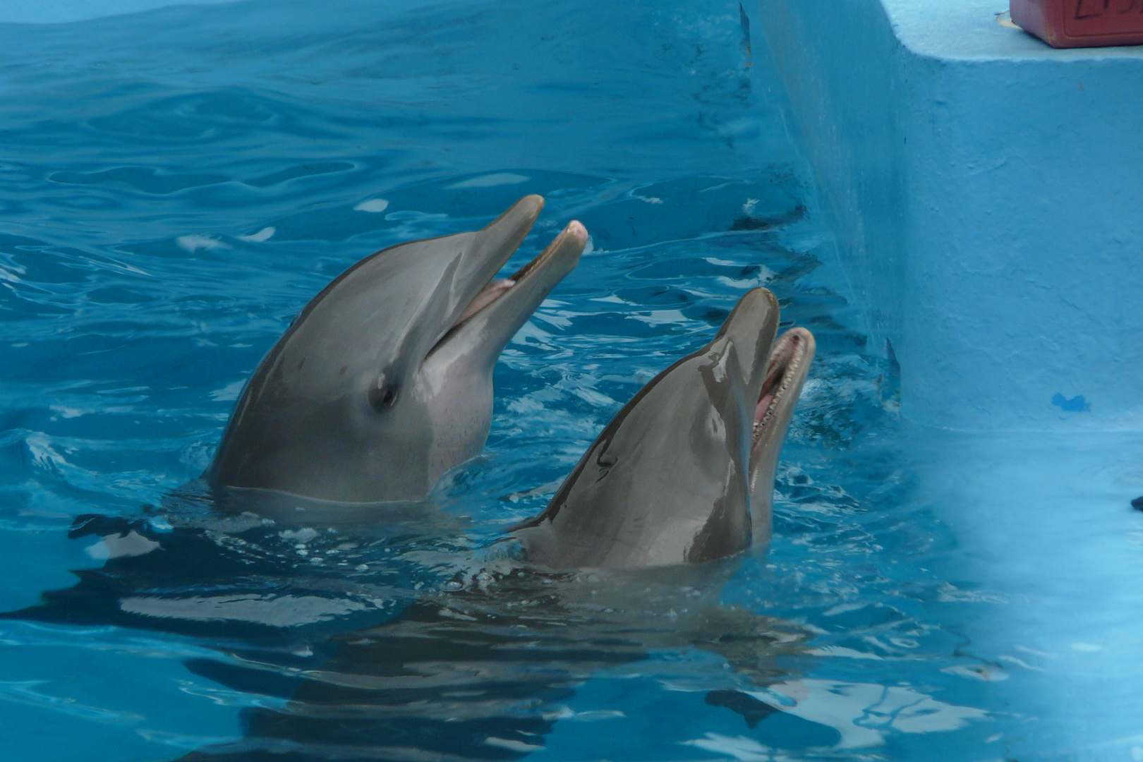 deux dauphins 2