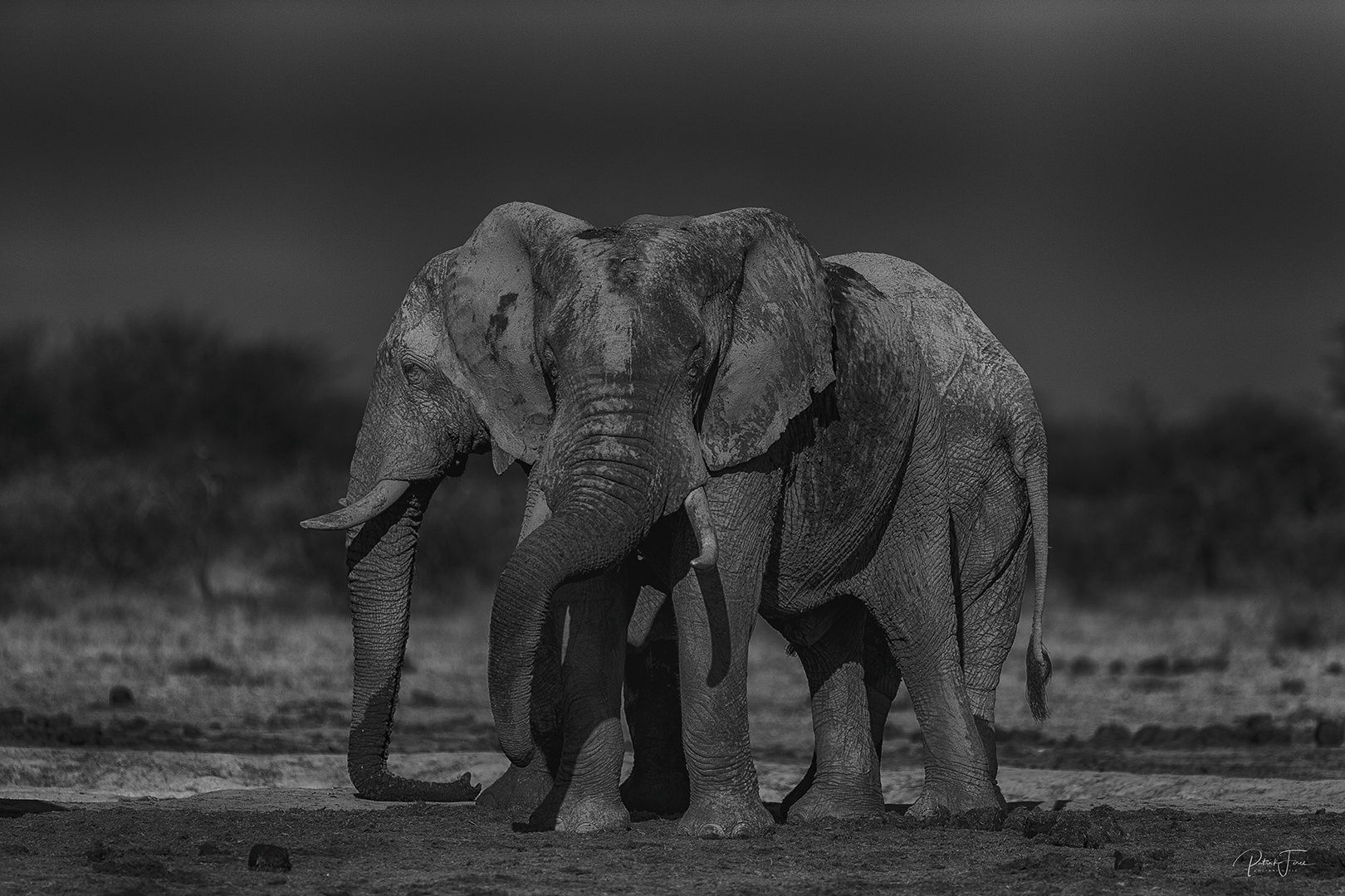 Deux éléphants au Kalahari