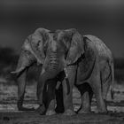 Deux éléphants au Kalahari