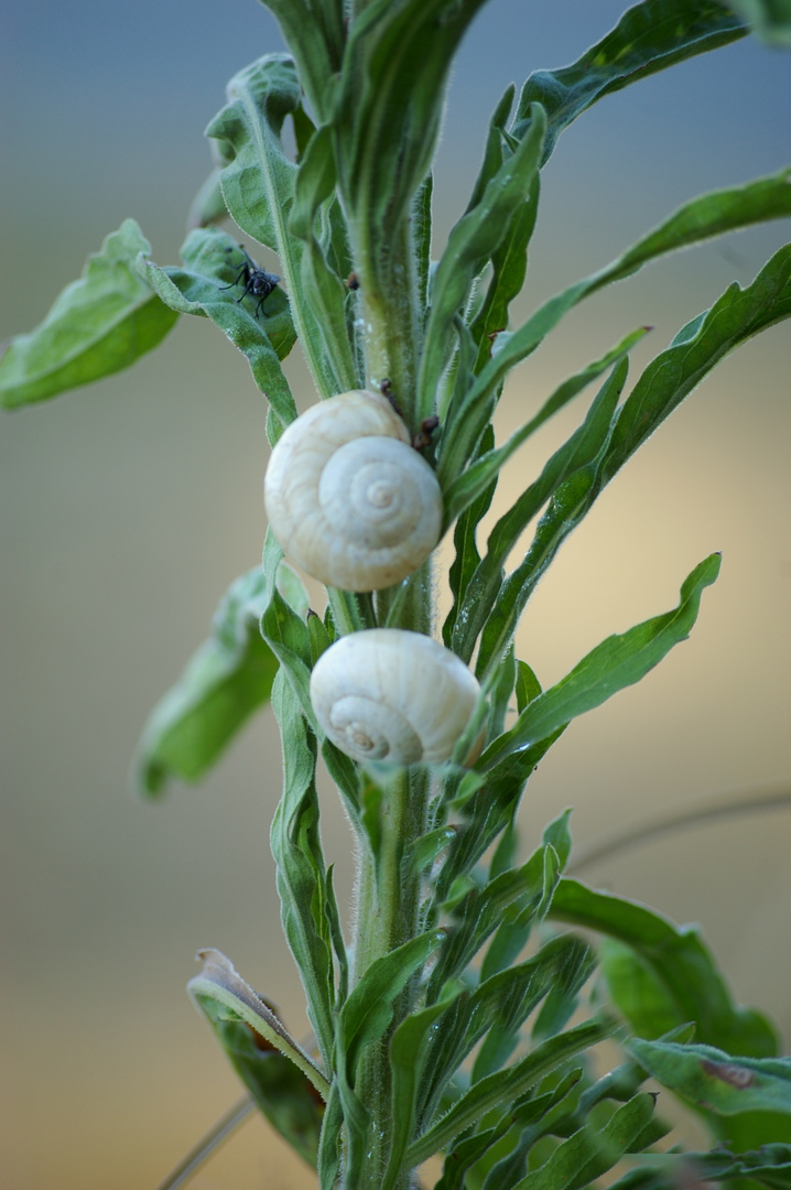 deux escargots