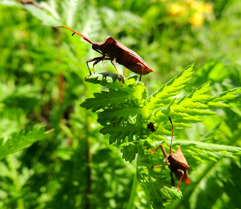 Deux étranges syromastes dans mon jardin.....