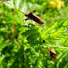 Deux étranges syromastes dans mon jardin.....