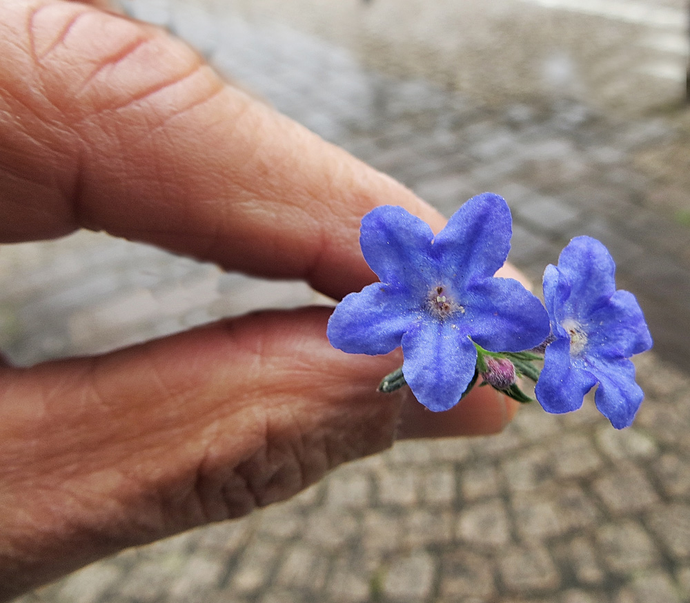 deux fleurs et deux doigts !