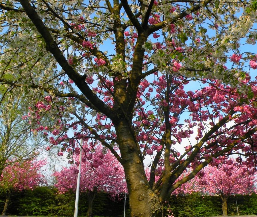 Deux fleurs, un arbre