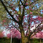 Deux fleurs, un arbre