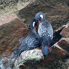 deux fous amoureux sur l'île Ballestas - Pacific - Pérou