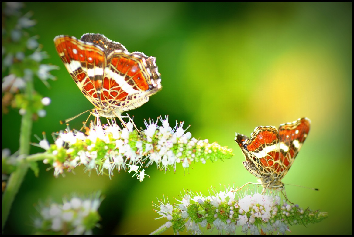 Deux jolis papillons......