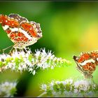 Deux jolis papillons......