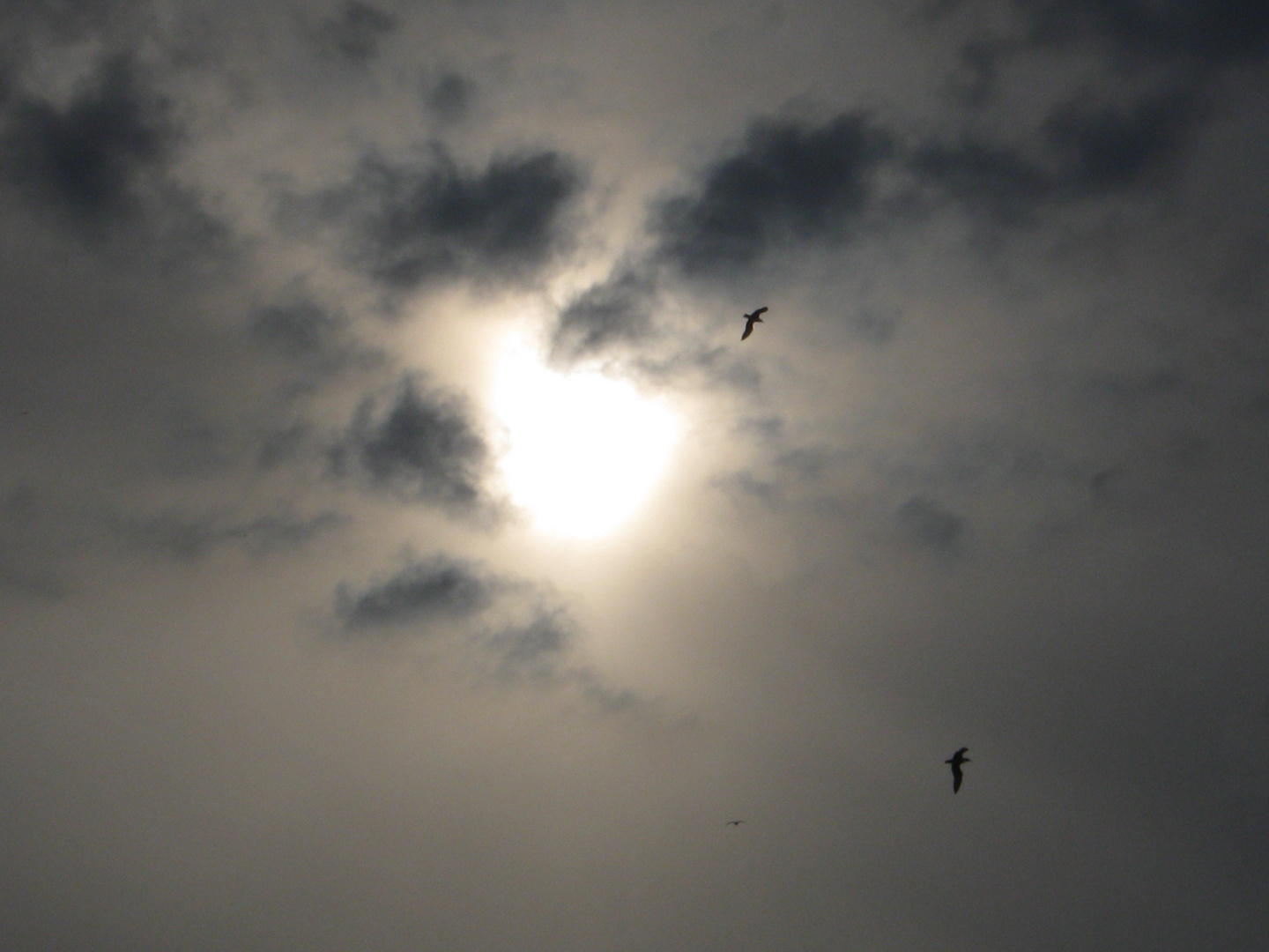 ...Deux mouettes, dans ce ciel brumeux...