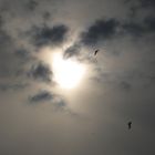 ...Deux mouettes, dans ce ciel brumeux...