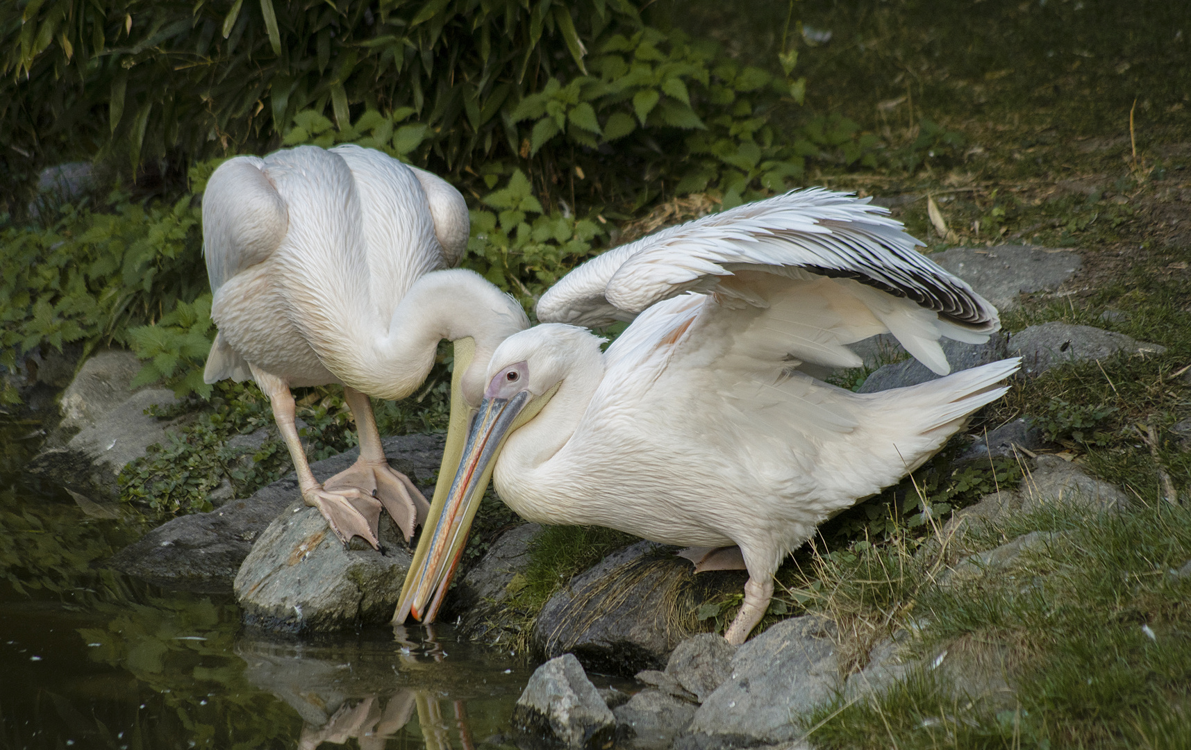 Deux oiseaux s'aimaient d'amour tendre... (Pelecanus onocrotalus, pélican blanc)