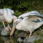 Deux oiseaux s'aimaient d'amour tendre... (Pelecanus onocrotalus, pélican blanc)