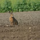 Deux oreilles au garde à vous