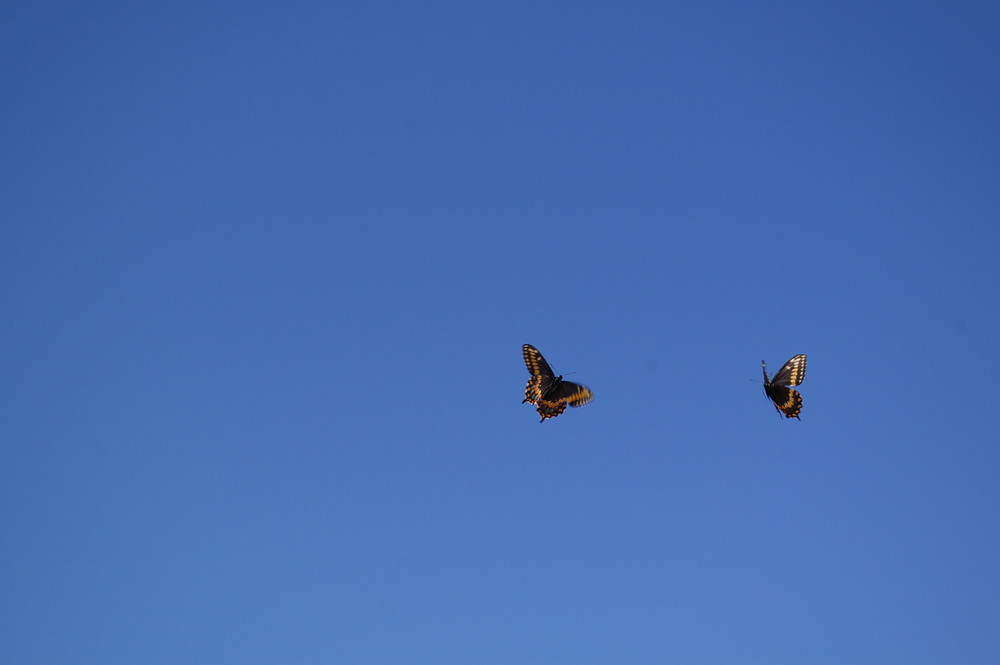 deux papillons s'amusant dans le ciel...