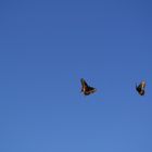 deux papillons s'amusant dans le ciel...