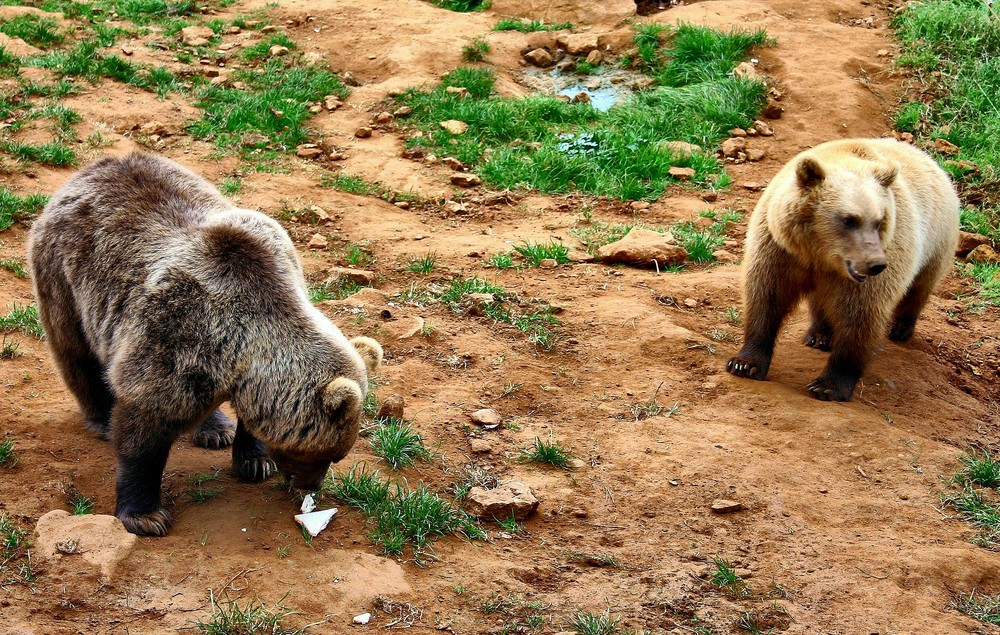 DEUX PELUCHES QU'IL VAUT MIEUX NE PAS CARESSER !!!!