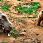 DEUX PELUCHES QU'IL VAUT MIEUX NE PAS CARESSER !!!!