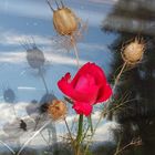 deux petites fleurs de mon jardin....