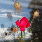 deux petites fleurs de mon jardin....