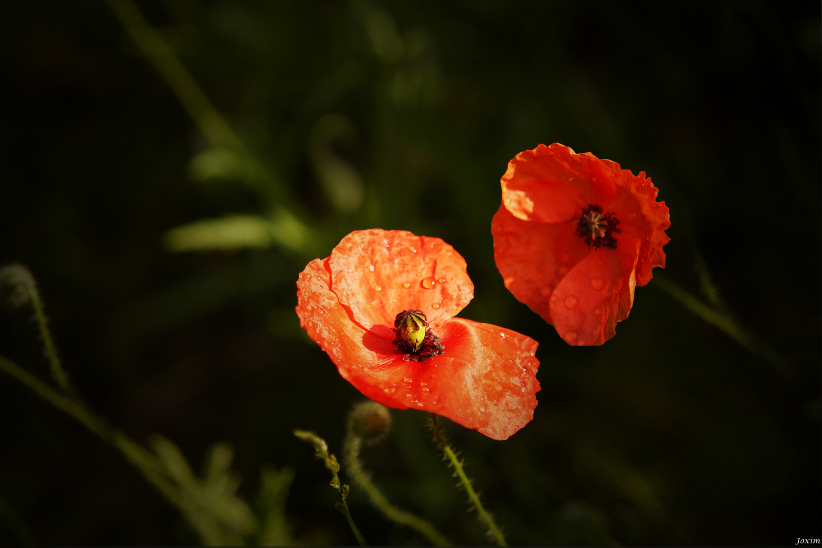 Deux petites rouges