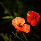 Deux petites rouges