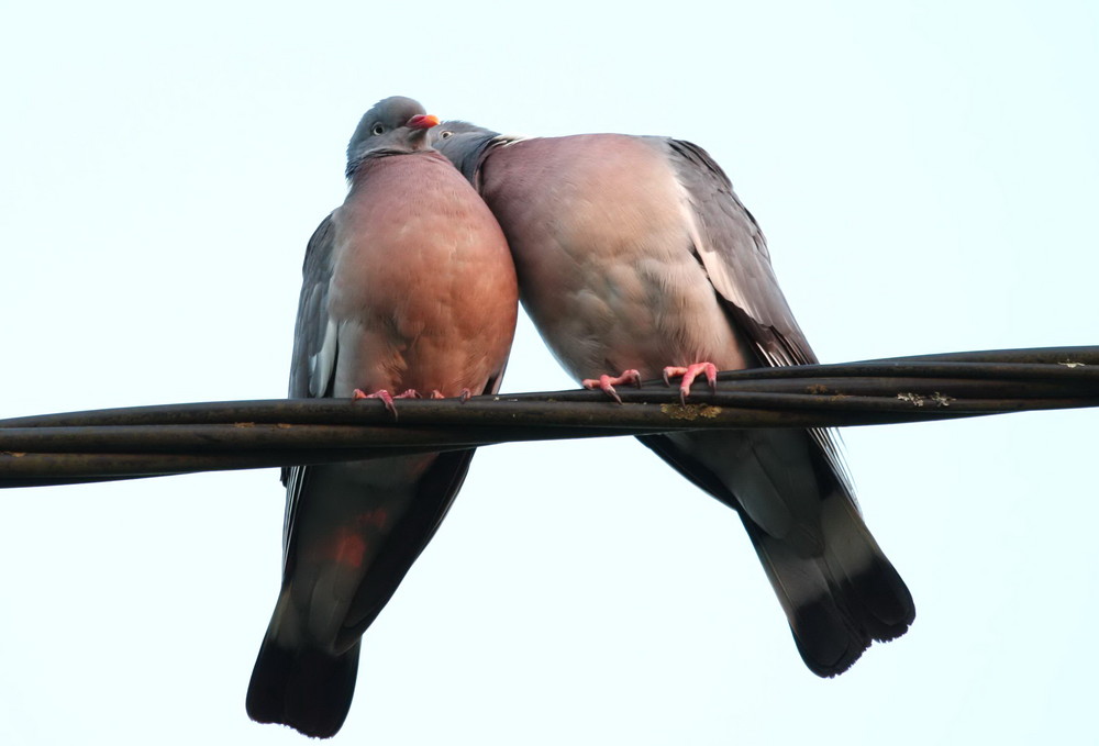 Deux pigeons .....