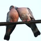 Deux pigeons .....