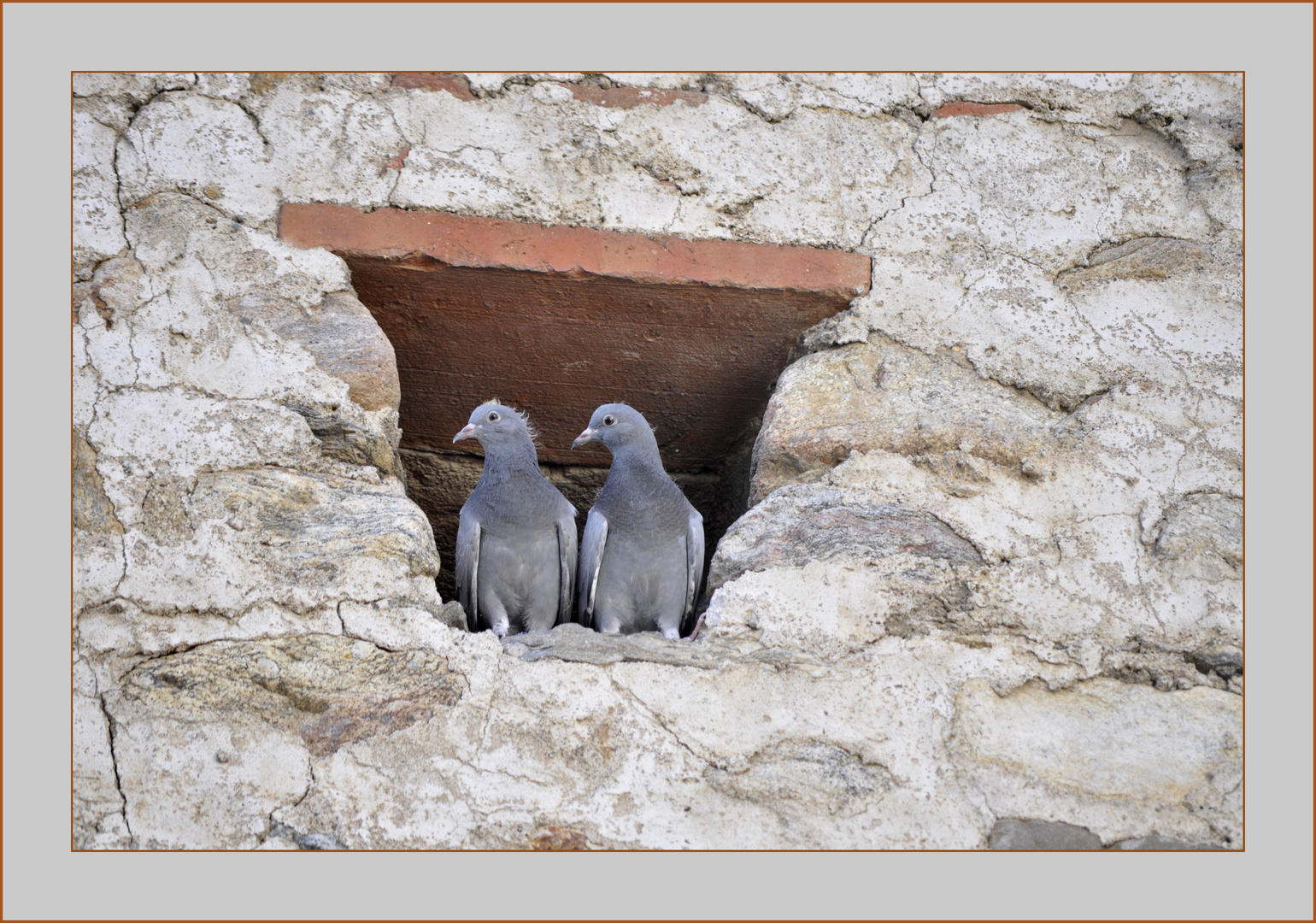 Deux pigeons s'aimaient.....