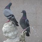 Deux pigeons s'aimaient d'amour tendre...