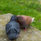 Deux pigeons s'aimaient d'amour tendre..