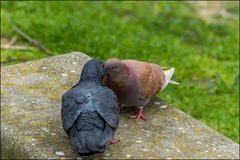 Deux pigeons s'aimaient d'amour tendre..