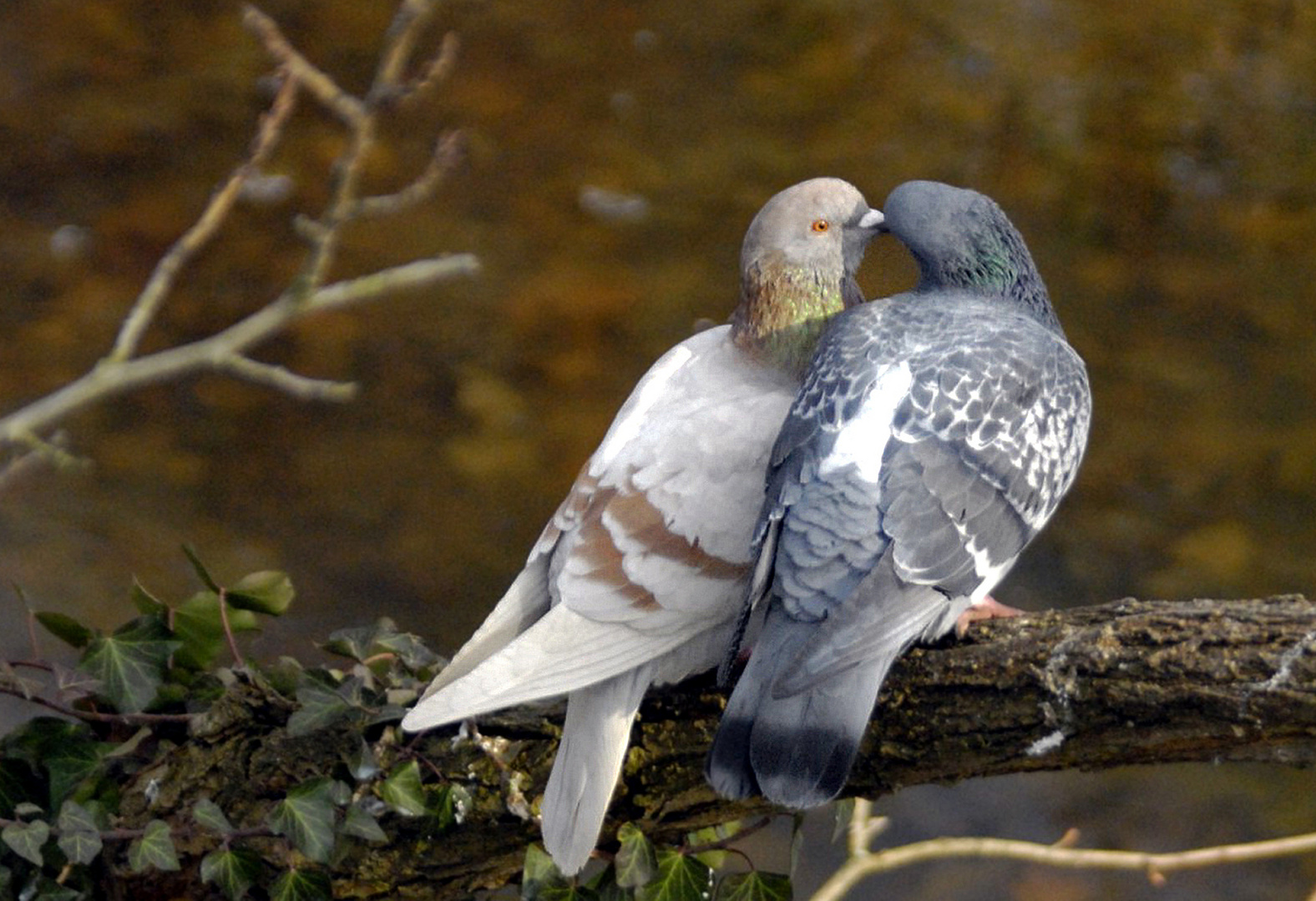 photos du net - Page 20 Deux-pigeons-saimaient-damour-tendre-b8dc2281-f0dd-43c5-b452-5088377695da