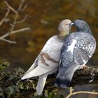 Deux pigeons s'aimaient d'amour tendre.