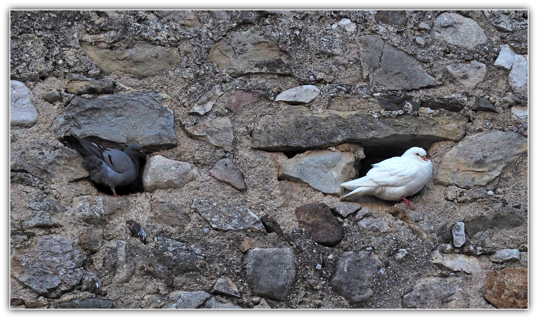 Deux pigeons s’aimaient d’amour tendre…