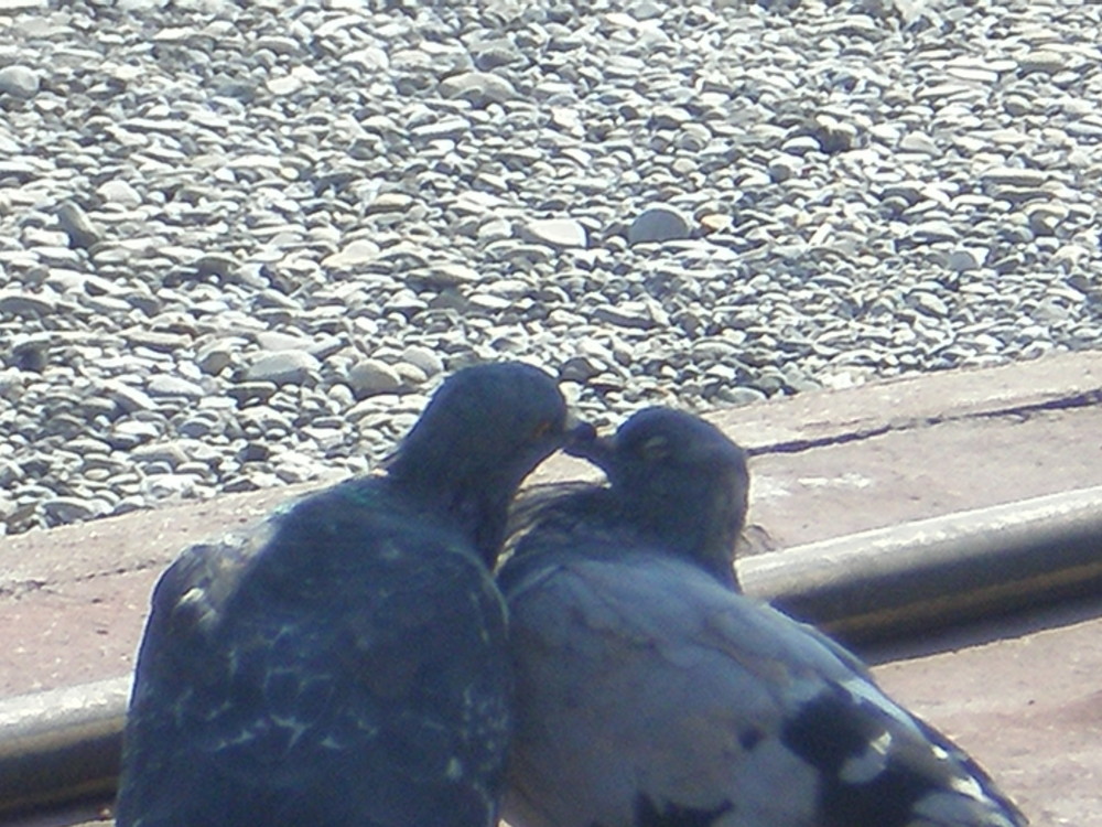 deux pigeons s'aiment d'amour tendre