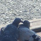 deux pigeons s'aiment d'amour tendre