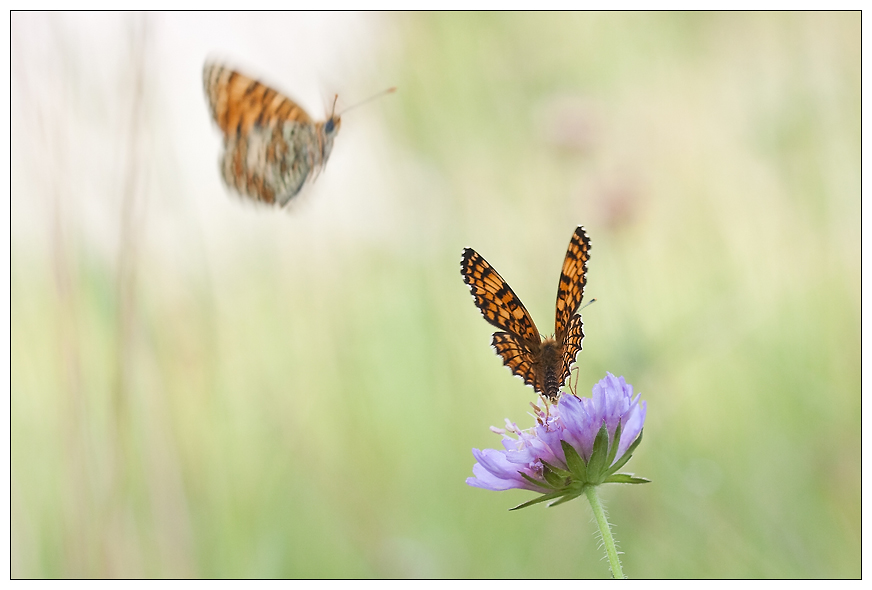 Deux pour une fleur