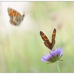 Deux pour une fleur