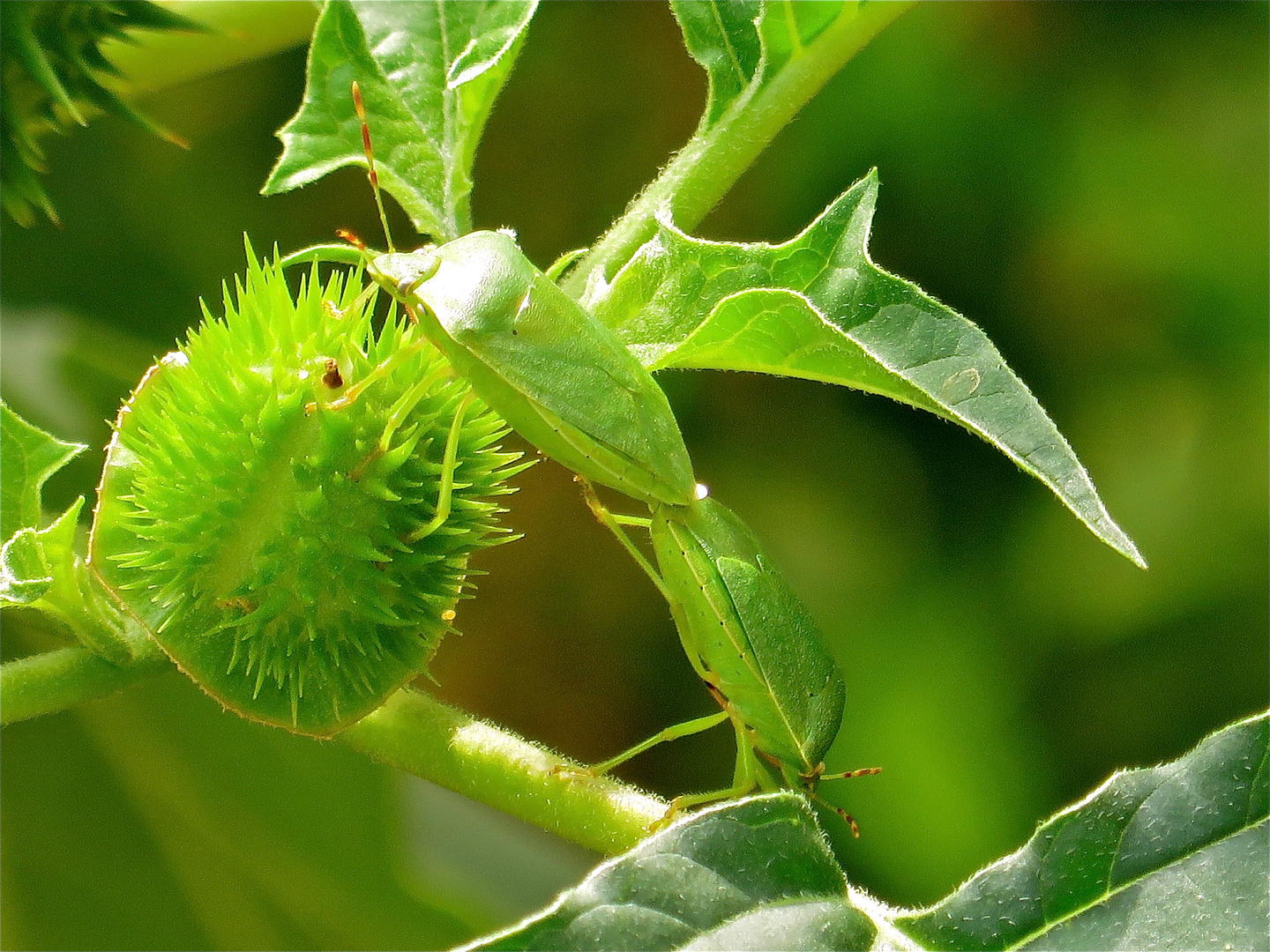 ... deux punaises sur le datura !!