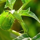 ... deux punaises sur le datura !!