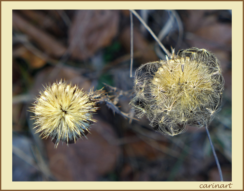 Deux soeurs / Zwei Schwestern