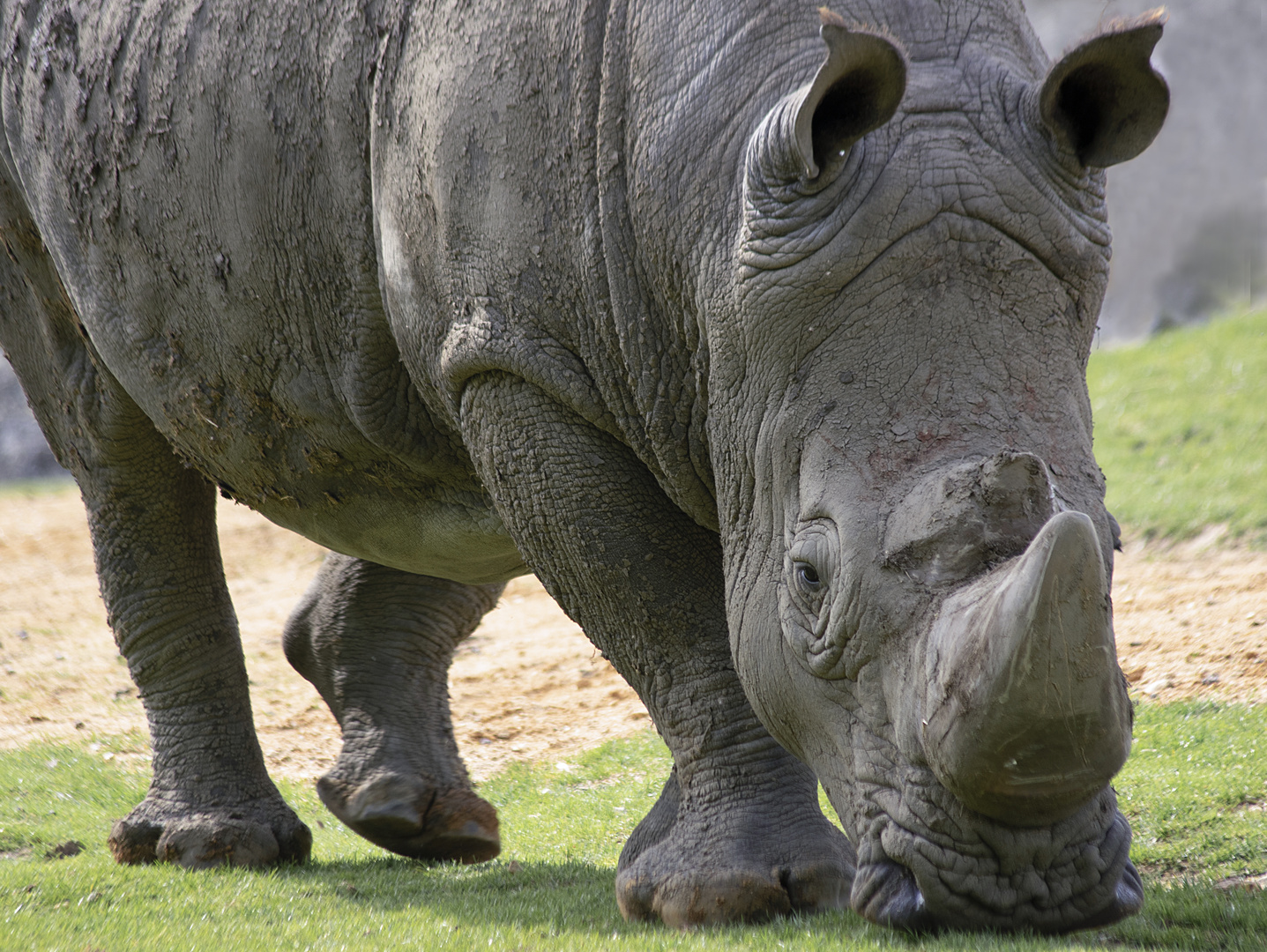 Deux tonnes coiffées de jolies petites oreilles (Ceratotherium simum, rhinocéros blanc)