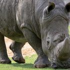 Deux tonnes coiffées de jolies petites oreilles (Ceratotherium simum, rhinocéros blanc)