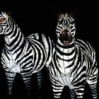 deux zebre
