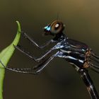 Devadatta cyanocephala, f