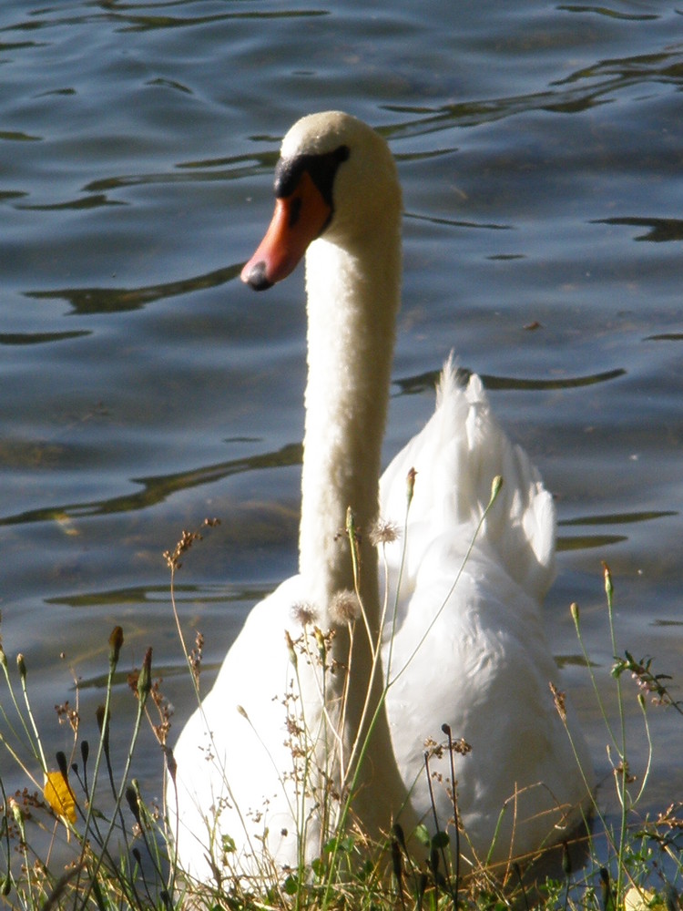 deviendra cygne