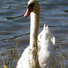 deviendra cygne