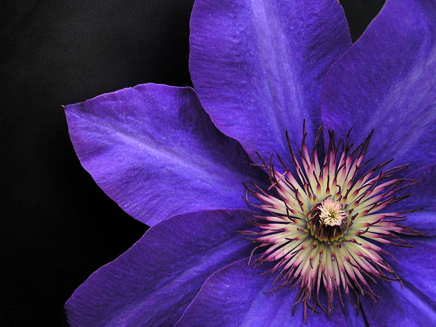 " Devil-Clematis "