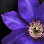 " Devil-Clematis "